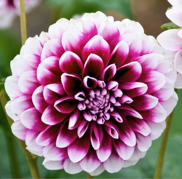 Dahlia
